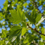 Платан кленолистий/Шпалера (Platanus acerifolia) 400+см, 18-20, С161