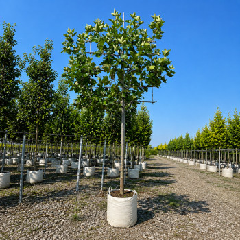Платан кленолистий/Шпалера (Platanus acerifolia) 400+см, 20-25, С161