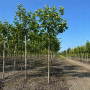 Платан кленолистий/Шпалера (Platanus acerifolia) 400+см, 20-25, С161