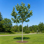 Платан кленолистий/Шпалера (Platanus acerifolia) 400+см, 20-25, С161
