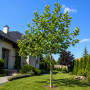 Платан кленолистий/Шпалера (Platanus acerifolia) 400+см, 20-25, С161