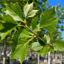 Платан кленолистий/Шпалера (Platanus acerifolia) 400+см, 20-25, С161