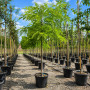 Робиния лжеакация Фризия (Robinia pseudoacacia Frisia) 12-14 см, Ра 220 см, С45
