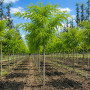 Робиния лжеакация Фризия (Robinia pseudoacacia Frisia) 12-14 см, Ра 220 см, С45