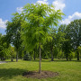 Робиния лжеакация Фризия (Robinia pseudoacacia Frisia) 12-14 см, Ра 220 см, С45