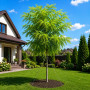 Робиния лжеакация Фризия (Robinia pseudoacacia Frisia) 12-14 см, Ра 220 см, С45
