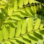 Робиния лжеакация Фризия (Robinia pseudoacacia Frisia) 12-14 см, Ра 220 см, С45