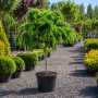 Робиния лжеакация Твисти Беби (Robinia pseudoacacia Twisty Baby) 10-12 см, 200 см, С45