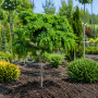 Робиния лжеакация Твисти Беби (Robinia pseudoacacia Twisty Baby) 10-12 см, 200 см, С45