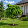 Робиния лжеакация Твисти Беби (Robinia pseudoacacia Twisty Baby) 10-12 см, 200 см, С45