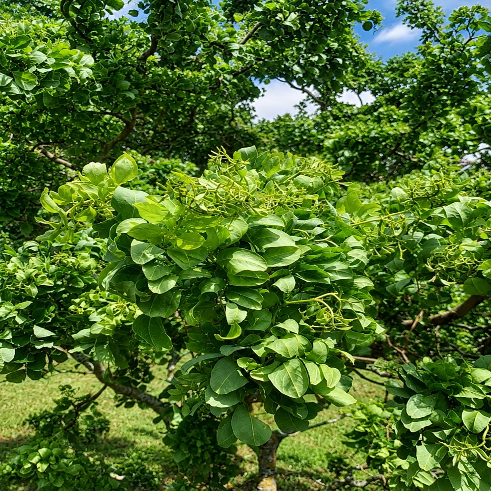 Робиния лжеакация Твисти Беби (Robinia pseudoacacia Twisty Baby) 10-12 см, 200 см, С45