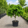 Робиния лжеакация Твисти Беби (Robinia pseudoacacia Twisty Baby) 8-10 см, 180 см, С45