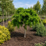Робиния лжеакация Твисти Беби (Robinia pseudoacacia Twisty Baby) 8-10 см, 180 см, С45