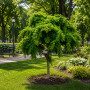 Робиния лжеакация Твисти Беби (Robinia pseudoacacia Twisty Baby) 8-10 см, 180 см, С45