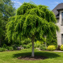 Робиния лжеакация Твисти Беби (Robinia pseudoacacia Twisty Baby) 8-10 см, 180 см, С45