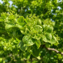 Робиния лжеакация Твисти Беби (Robinia pseudoacacia Twisty Baby) 8-10 см, 180 см, С45