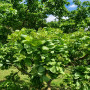 Робиния лжеакация Твисти Беби (Robinia pseudoacacia Twisty Baby) 8-10 см, 180 см, С45