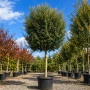Робиния лжеакация Умбракулифера (Robinia pseudoacacia Umbraculifera) 10-12 см, Ра 220 см, С45
