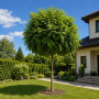 Робиния лжеакация Умбракулифера (Robinia pseudoacacia Umbraculifera) 10-12 см, Ра 220 см, С45