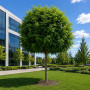 Робиния лжеакация Умбракулифера (Robinia pseudoacacia Umbraculifera) 10-12 см, Ра 220 см, С45