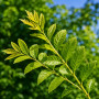 Робиния лжеакация Умбракулифера (Robinia pseudoacacia Umbraculifera) 10-12 см, Ра 220 см, С45