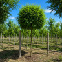 Робиния лжеакация Умбракулифера (Robinia pseudoacacia Umbraculifera) 12-14 см, Ра 220 см, С45