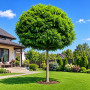 Робиния лжеакация Умбракулифера (Robinia pseudoacacia Umbraculifera) 12-14 см, Ра 220 см, С45