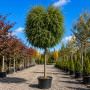 Робиния лжеакация Умбракулифера (Robinia pseudoacacia Umbraculifera) 30-35 см, Ра 220 см, 2xvWRB