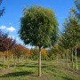 Робиния лжеакация Умбракулифера (Robinia pseudoacacia Umbraculifera) 30-35 см, Ра 220 см, 2xvWRB
