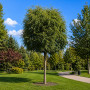 Робиния лжеакация Умбракулифера (Robinia pseudoacacia Umbraculifera) 30-35 см, Ра 220 см, 2xvWRB