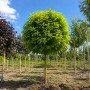 Робінія псевдоакація Умбракуліфера (Robinia pseudoacacia Umbraculifera) 8-10 см, Ра 220 см, С45