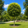 Робінія псевдоакація Умбракуліфера (Robinia pseudoacacia Umbraculifera) 8-10 см, Ра 220 см, С45