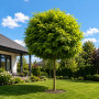 Робінія псевдоакація Умбракуліфера (Robinia pseudoacacia Umbraculifera) 8-10 см, Ра 220 см, С45