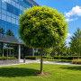 Робінія псевдоакація Умбракуліфера (Robinia pseudoacacia Umbraculifera) 8-10 см, Ра 220 см, С45