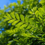 Робінія псевдоакація Умбракуліфера (Robinia pseudoacacia Umbraculifera) 8-10 см, Ра 220 см, С45
