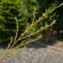 Верба Еритрофлексуоза (Salix sepulcralis Erythroflexuosa) 70 см, С3