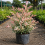 Верба цільнолиста 'Фламінго' (Salix integra 'Flamingo') 40 см, С5