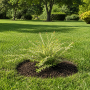 Верба цільнолиста 'Фламінго' (Salix integra 'Flamingo') 40 см, С5