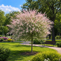 Верба цільнолиста 'Фламінго' (Salix integra 'Flamingo') 40 см, С5