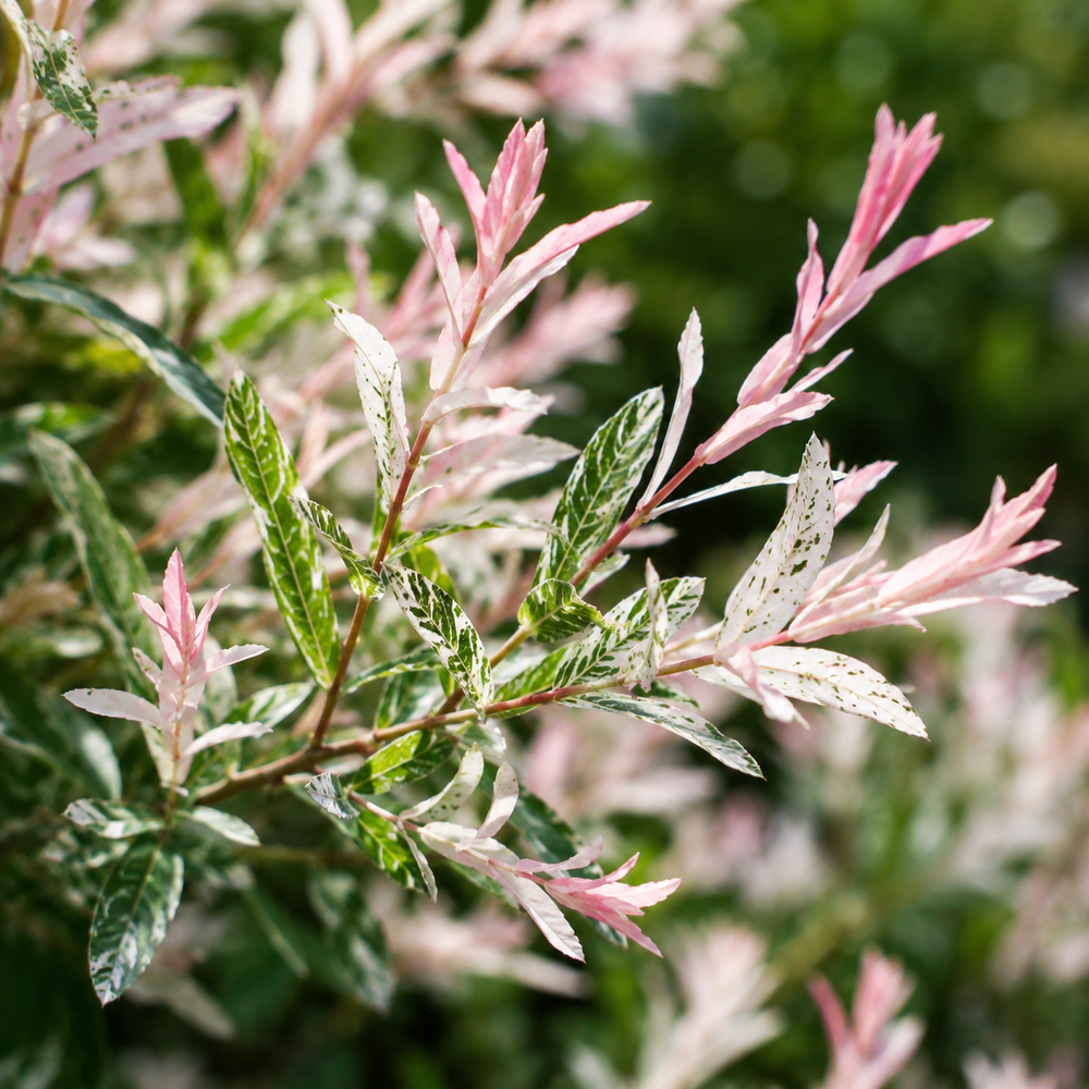 Верба цільнолиста 'Фламінго' (Salix integra 'Flamingo') 40 см, С5