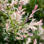 Верба цільнолиста 'Фламінго' (Salix integra 'Flamingo') 40 см, С5