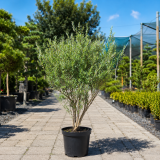 Верба пурпурова Нана (Salix purpurea Nana) 60 см, C5