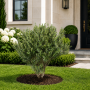 Верба пурпурова Нана (Salix purpurea Nana) 60 см, C5