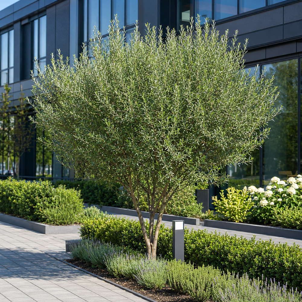 Верба пурпурова Нана (Salix purpurea Nana) 60 см, C5