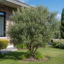 Верба пурпурова Нана (Salix purpurea Nana) 60 см, C5