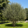 Верба пурпурова Нана (Salix purpurea Nana) 60 см, C5