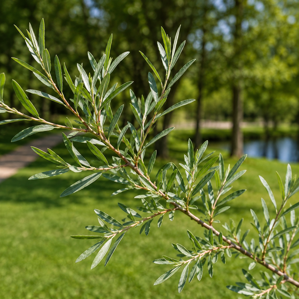 Верба пурпурова Нана (Salix purpurea Nana) 60 см, C5