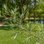 Верба пурпурова Нана (Salix purpurea Nana) 60 см, C5