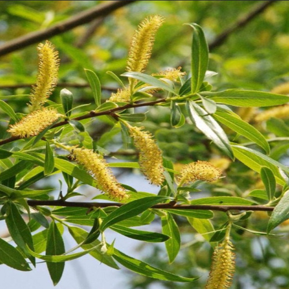 Верба біла Ліємпде (Salix alba Liempde) 12-14 см, 300 см, С55