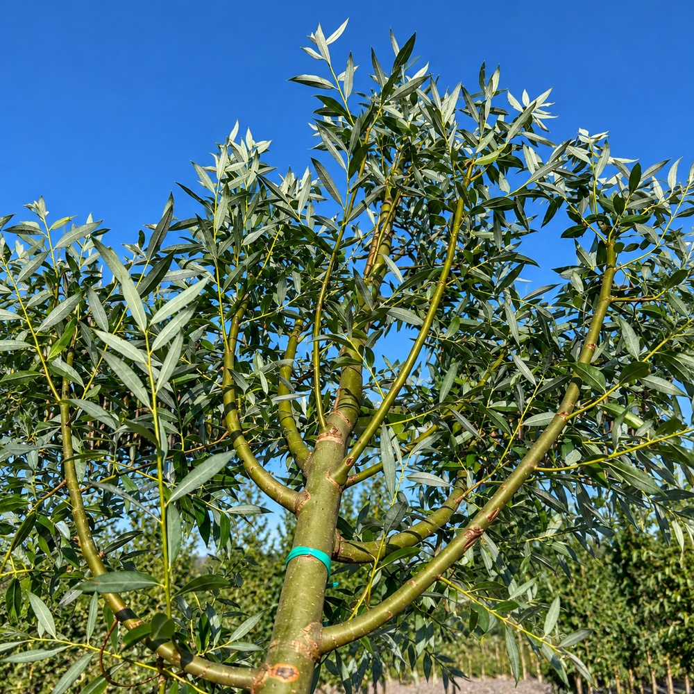 Верба біла Ліємпде (Salix alba Liempde) 14-16 см, 350 см, С55